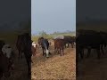 Cholistani cows herd grazing #shortvideo #cows