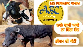 abc veeravali ਤੇ sag denmark ਦੀਆ ਕੱਟੀਆ ਤੇ ਵੱਸੀਆ ਦੇਖੋ