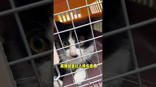 我把流浪猫绝育放归后，居然遭到了它的报复！#桃子的流浪猫