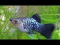 accurate signs a female platy is about to give birth