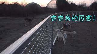 中华田园犬在基地玩得正嗨，突然朝向荒野警惕又兴奋，果然有情况