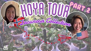 🇺🇸 Hoya Tour (pt.2) | Hoya Lacunosa Collection 🌸🌱 | Ivy’s Hoya Jungle | Greenhou