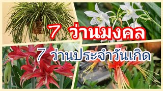 7 ว่านมงคลประจำวันเกิด Ep#45 #ฝากติดตามช่องเกษตรตั้งตัวด้วยนะคะ