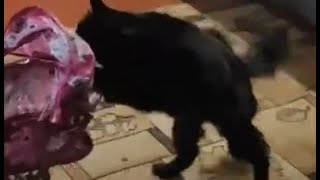 Пушинка и Алик умные животные / smart cat