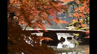 東京都文京区　六義園　紅葉（2023年12月10日）