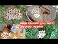 நம்ம கோழி எங்க முட்டை வச்சி இருக்கு பாருங்க | nattu kozhi muttai | country chicken egg