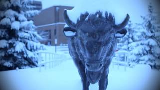 UB Hockey Outdoor Promo