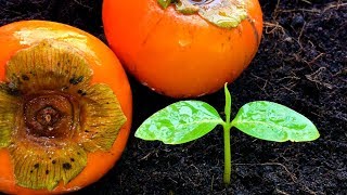 วิธีปลูกต้นพลับ(ลูกพลับ)จากเมล็ด ตอนที่ 1/  How to grow Persimmon from seed 1/如何种子柿子