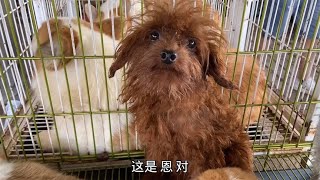 遇养犬十多年的大叔，拉着一个劲夸自家泰迪，狗子长这样能说啥？