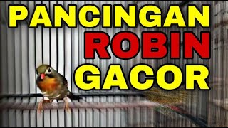 Pancingan Burung Robin GACOR