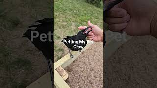 Petting My Pet Crow