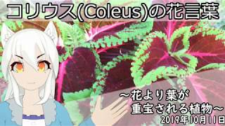 【日刊動画】2019年10月11日 コリウス(Coleus)の花言葉