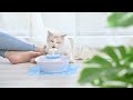 Wholesale OEM ODM Pet dog cat water feeder fountain | GMTPET #pets #pet #dog #cat #petwaterfeeder