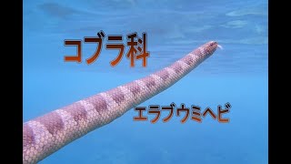 猛毒コブラ科　エラブウミヘビ　宮古島　2021.12.04