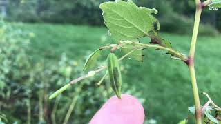 A Jewelweed seed pod exploding in slow motion