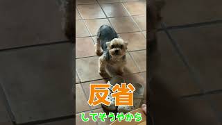 【わんこ】玄関でおしっこしたらあかんわな・・ #shorts #犬 #dog #ヨーキー #らいむの日常 #玄関でおしっこ