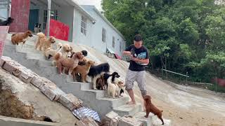 2021-6-15 Stray dogs rescue in Wuhan China 23岁小伙背负着巨大的压力救助87条流浪狗，带着它们进入深山老林。