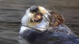 伊勢海老を食べるラッコのラッキーと明日花(須磨海浜水族園)