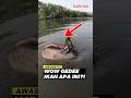 WOW‼️ KENA PANCING IKAN RAKSASA GUYS #bulinos #shorts #videoshort #faktaunik #hewanbesar