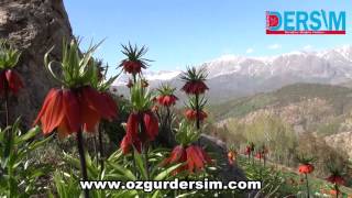 Dersim’in “Ağlayan Gelinleri” dağları süsledi