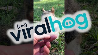 Friendly Squirrel Sits With Human Who Rescued Him || ViralHog