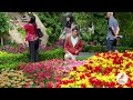 Tulipmania: Origins of the Tulips at Gardens by the Bay