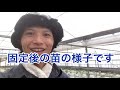 【栽培記録 20】きゅうりの生命力はすごい。１日で起き上がった！！