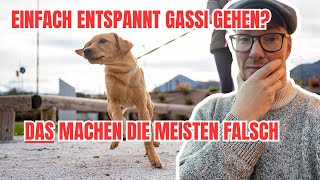 Aufgeregter Hund: Welchen großen Fehler viele auf dem Spaziergang machen