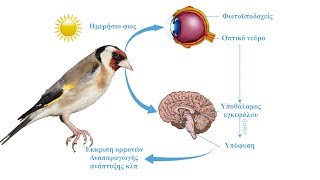 Preparing Carduelis - carduelis (goldfinch) for breeding