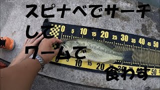 秋の霞ヶ浦水系　スピナベでサーチしてワームで食わす　ヒットシーン1本