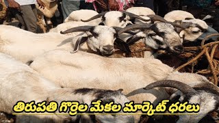 Today tirupati sheep market