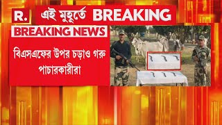 কাঁটাতারহীন সীমান্তের সুযোগে পাচারের চেষ্টা! BSF-র উপর চড়াও গরু পাচারকারীরা!