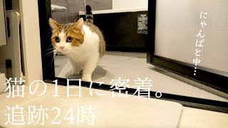 うちの猫の1dayルーティン。モーニングルーティン、ナイトルーティン | Cat、Munchkin、Routine