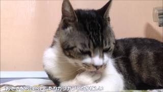 おててを念入りにグルーミングするキジトラ猫　リキちゃん　【リキちゃんねる　猫動画】　かわいい　グルーミングする猫