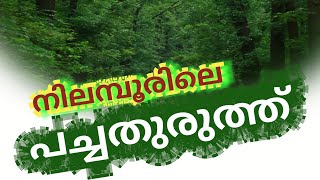 Nilambur bungalow hill കാടിനുള്ളിലെ ബംഗ്ലാവ്