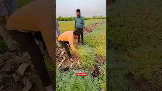 7972334422 only whatsapp me Daftari 21 chana seed दफ्तरी २१ चणा बीज @agri _guruji