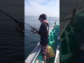 大原港長福丸にてfishingteam黒銀會橋本さんワラサファイト！