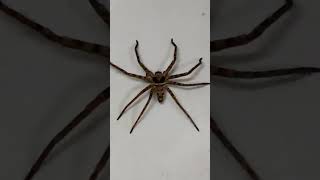 大蜘蛛跑到我家(白額高腳蛛)  Spider ran to my house (Heteropoda venatoria) #shorts