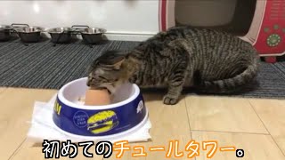 初めてのチュールタワーに興奮しすぎてついつい声が出ちゃう猫。#shorts