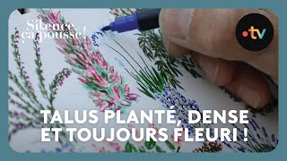 Talus planté, dense et toujours fleuri ! - Silence, ça pousse ! 1er Février 2025