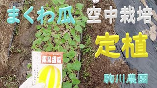 まくわ瓜空中栽培　苗の定植　目指せ100品目　邑南町　駒川農園　21.5.22