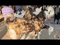 16 NOVEMBER AJMER BAKRA MANDI LIVE UPDATES RAJASTHAN BIGGEST MANDI LIVE DOCUMENTARY GOAT MARKET LIVE