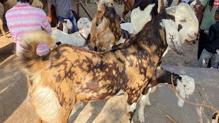 16 NOVEMBER AJMER BAKRA MANDI LIVE UPDATES RAJASTHAN BIGGEST MANDI LIVE DOCUMENTARY GOAT MARKET LIVE