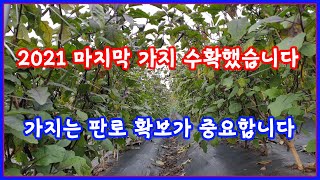 마지막 가지수확했습니다. 가지는 판로에 따라 수익이 차이납니다