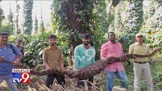 A Giant Python Which Had Swallowed A Wild Sheep, Captured From A Coffee Estate In Chikmagalur