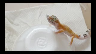 今度はレオパ ベビーたちにゴキブリを与える！Feeding leopard geckos dubia