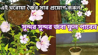 ঘরোয়া উপায় ফুলে ভরিয়ে তুলুন আপনার জবা গাছকে||Homemade fertilizer for hibiscus plant|SOBUJ BASANTO