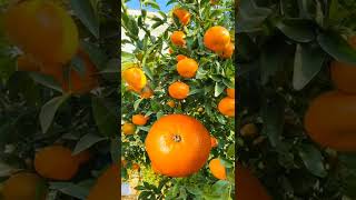 orange girl /woman in orange #ladyinfruit#shortvideo #trending #fruit#orang#viral #fruittrending