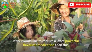 Chinese Herbal Remedies ,Herbal Medicine , of Chinese Medicine, Chinese Traditional Medicine