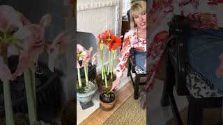 Let’s talk amaryllis bulbs